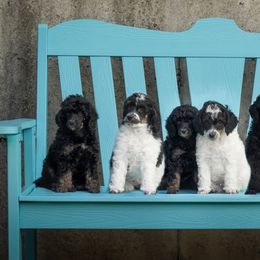 Poodles from Firefly Farm Poodles