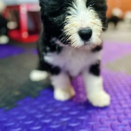 Bearded Collie and Border Collie Puppies from Beloved Bearded & Border Collies