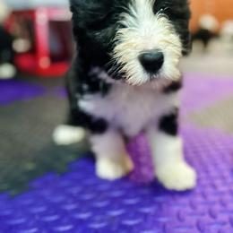 Bearded Collie and Border Collie Puppies from Beloved Bearded & Border Collies