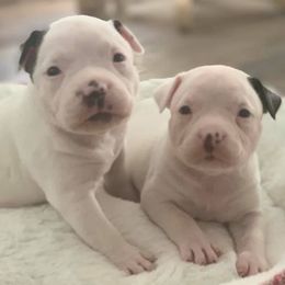 American Bullies from Impressive Kennels