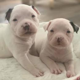 American Bullies from Impressive Kennels
