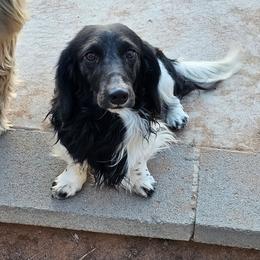 Domino - Dachshund