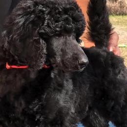 Poodles from Hiro's Poodles