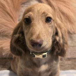Ember - Chocolate and cream female Dachshund puppy in Romney, Indiana from Brown's Valley Dachshunds