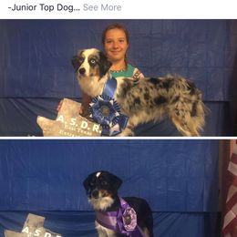 Miniature Australian Shepherd All Grown Up from J and B Mini Aussies