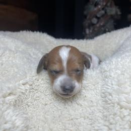 Chestnut - Piebald male Dachshund puppy in Washburn, Tennessee from Broken Arrow Miniature Dachshunds