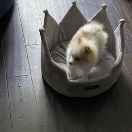Pomeranian Puppies from ARC Kennels