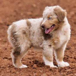 Bjorn Ironside - Red merle male Australian Shepherd puppy in Tuscola, Texas from Rockin D Ranch