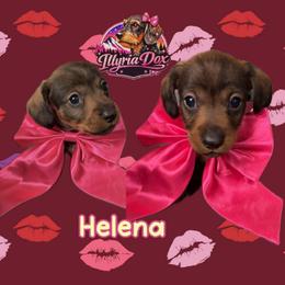 Helena - Wild boar female Dachshund puppy in Livingston, Kentucky from Illyria Dox & GSD