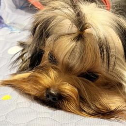 Mr. Met - Blue and gold male Yorkshire Terrier puppy in Lake Mary, Florida from Cannon Yorkies