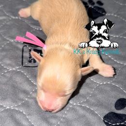 Red girl pink collar - Wheaten female Miniature Schnauzer puppy in Kaufman, Texas from KK’s Krazy Kennels