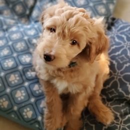Aussiedoodle Puppies from Color Country Doodles