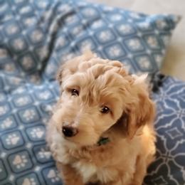 Aussiedoodle Puppies from Color Country Doodles