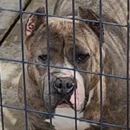 Chimis - American Staffordshire Terrier