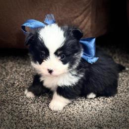 Boy 1 - Black and tan male Corgipoo puppy in Junction, Utah from Sugar Doodles