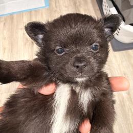 Charlie - Black and white male Chihuahua puppy in Holbrook, New York from Alyce’s Angels