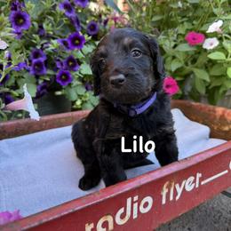 Bernedoodle and Goldendoodle Puppies from Marbel Wood Doodles