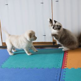 Golden Retriever Puppies from Honeysweet Goldens
