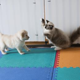 Golden Retriever Puppies from Honeysweet Goldens