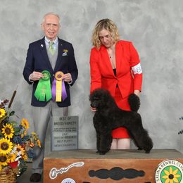 Faye - Poodle