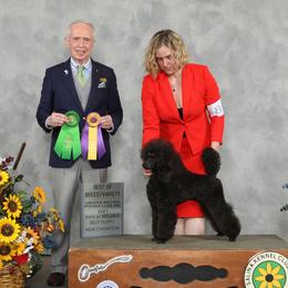 Faye - Poodle