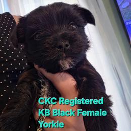Nova - Parti female Yorkshire Terrier puppy in West Enfield, Maine from GRIFFEY'S SPA AND KENNEL