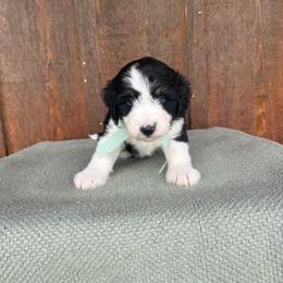 Sunny - Black tri-color male Aussiedoodle puppy in Eastland, Texas from H5 Mini Doodles