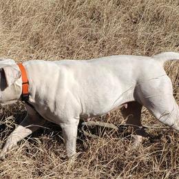 American Bulldogs from Offerman Family Bulldogs