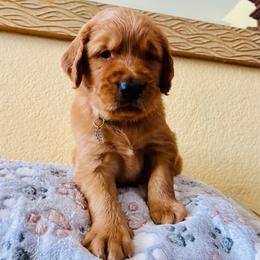 Simba - Dark golden male Golden Retriever puppy in Santa Ana, California from American Golden Retrievers