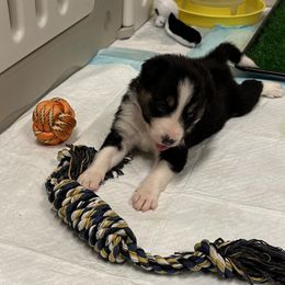 Border Collie Puppies from Garcia Family Farms