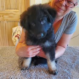 Turquoise Boy - Gray sable male Shiloh Shepherd puppy in Caneadea, New York from Strauss Haus Shepherds