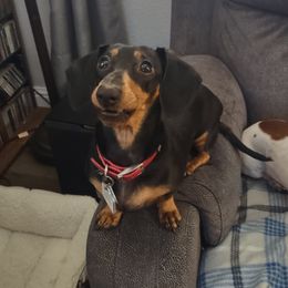 Luna - Dachshund