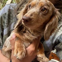 Nala - Dachshund