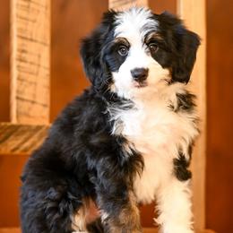 Smoky - Tri-color male Bernedoodle puppy in Dundee, Ohio from Down Home Doodle
