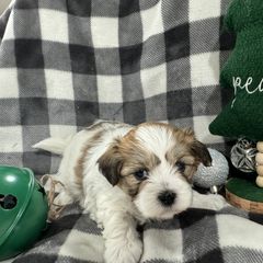 Dachshund and Shichon Puppies from J & C Puppies