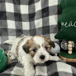 Dachshund and Shichon Puppies from J & C Puppies