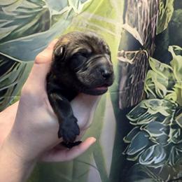 Boy 4 - male German Shepherd puppy in Laguna Niguel, California from Barenstadt Kennels