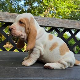 Aryana - Red and white female Basset Hound puppy in Denison, Texas from Emma Lou's Baby Bassets