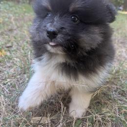 Barron - Black parti male Pomeranian puppy in Comer, Georgia from HillTop Pomeranians ✨