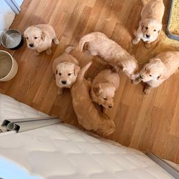 Girl 3 - Golden female Golden Retriever puppy in Joshua, Texas from 3 Gun Retrievers