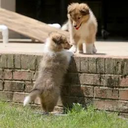 Shetland Sheepdog Puppies from Ulysses Shelties