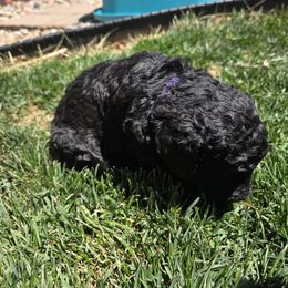 Poodle Puppies from shelby ealey