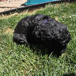 Poodle Puppies from shelby ealey