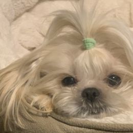 Shihpoos and Shih Tzus from Pheasant Hill Farms