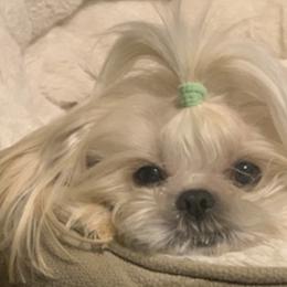 Shihpoos and Shih Tzus from Pheasant Hill Farms