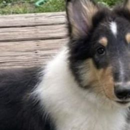 Collies from Storybrooke Collies