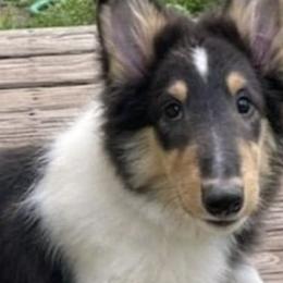 Collies from Storybrooke Collies