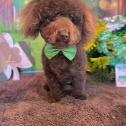 Koda - Poodle