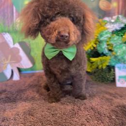 Koda - Poodle