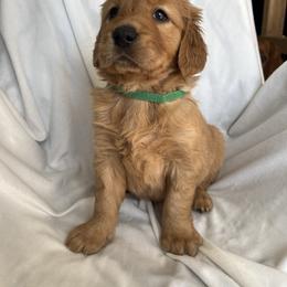 Green Male - Dark golden male Golden Retriever puppy in Fenton, Missouri from Thoroughmark Retrievers